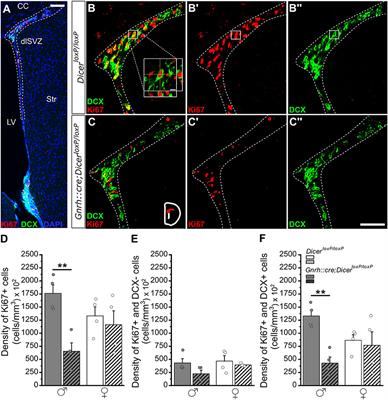 HPG-Dependent Peri-Pubertal Regulation of Adult Neurogenesis in Mice